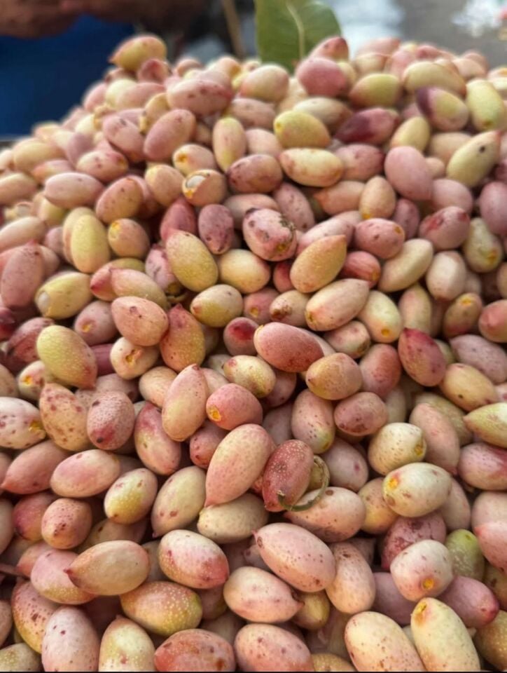 Yaş Fıstık 1 Kg.